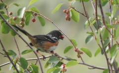 Pipilo maculatus curtatus