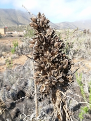 Puya gilmartiniae