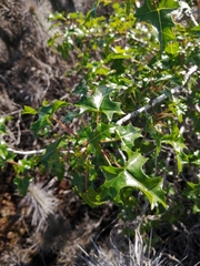 Vasconcellea chilensis