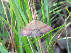 Phytometra viridaria