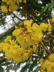 Peltophorum