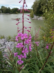 Chamaenerion angustifolium