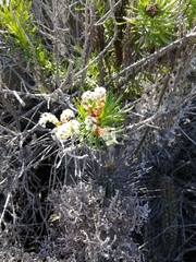 Heliotropium stenophyllum