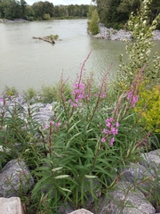 Chamaenerion angustifolium