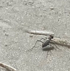 Habroscelimorpha dorsalis saulcyi