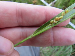Carex planispicata