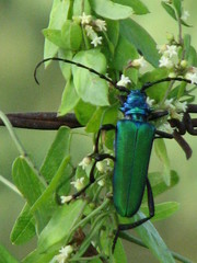 Plinthocoelium schwarzi