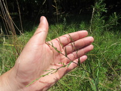 Symphyotrichum laeve concinnum