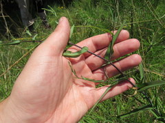Symphyotrichum laeve concinnum