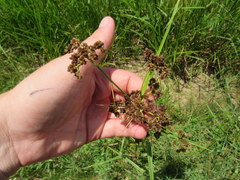 Scirpus georgianus