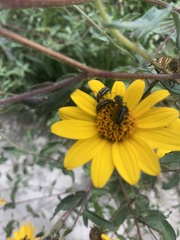 Astylus vittaticollis