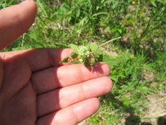 Eupatorium pubescens