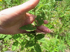 Eupatorium pubescens