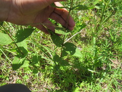 Eupatorium pubescens