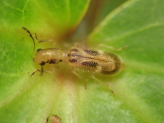 Peloniinae
