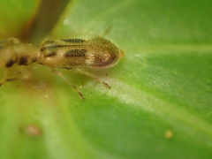 Peloniinae