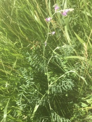 Astragalus flexuosus