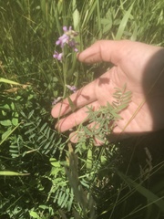 Astragalus flexuosus