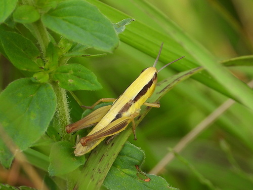 Common Straw Grasshopper, Provincia di Varese, Italia, photo 10 of 10