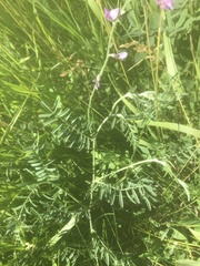 Astragalus flexuosus