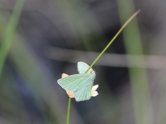 Thalera pistasciaria