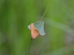 Thalera pistasciaria