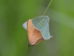 Thalera pistasciaria