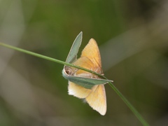 Thalera pistasciaria