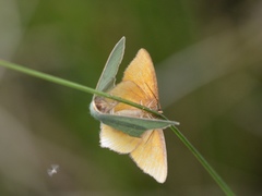 Thalera pistasciaria