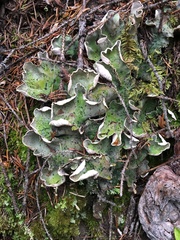 Peltigera britannica