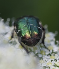 Cetonia aurata