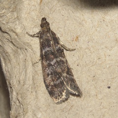 Ortholepis pasadamia