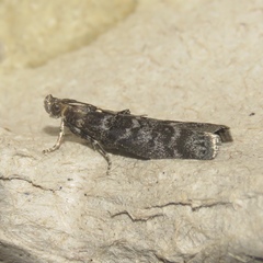 Ortholepis pasadamia