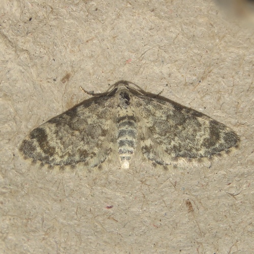 Cimicifuga Carpet Moth