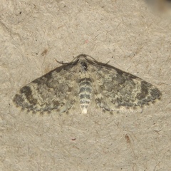 Eupithecia cimicifugata