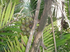 Bactris maraja