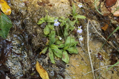 Pinguicula hirtiflora