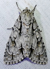 Acronicta hasta