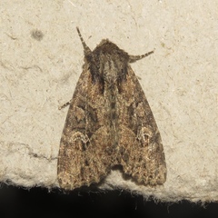 Mesapamea fractilinea