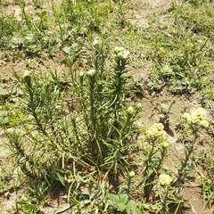 Pseudognaphalium viscosum