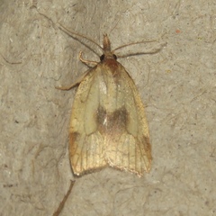 Sparganothis xanthoides