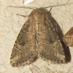 Anhimella contrahens