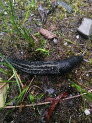 Limax cinereoniger