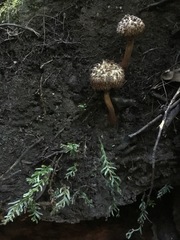 Tmesipteris truncata