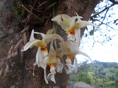 Stanhopea ruckeri