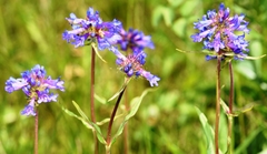 Penstemon attenuatus