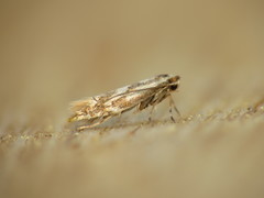 Phyllonorycter rajella