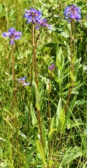 Penstemon attenuatus