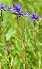 Penstemon attenuatus