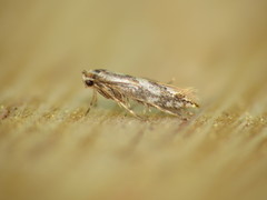 Phyllonorycter rajella